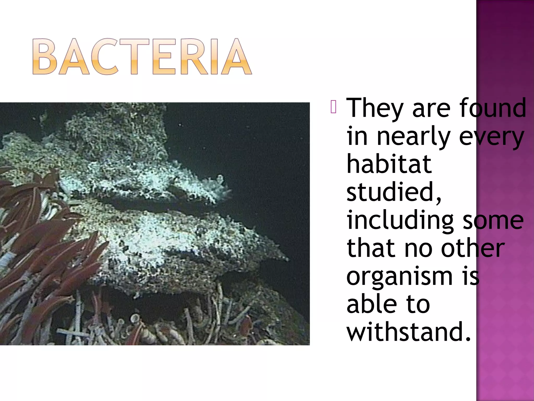 Kingdom monera | PPT