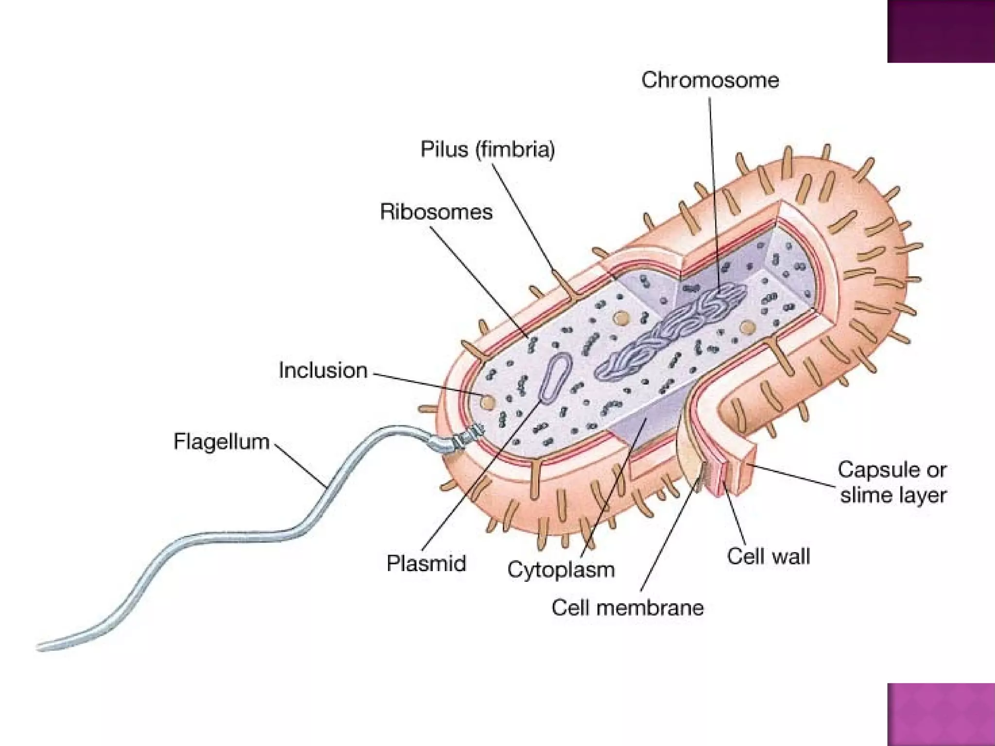 Kingdom monera | PPT