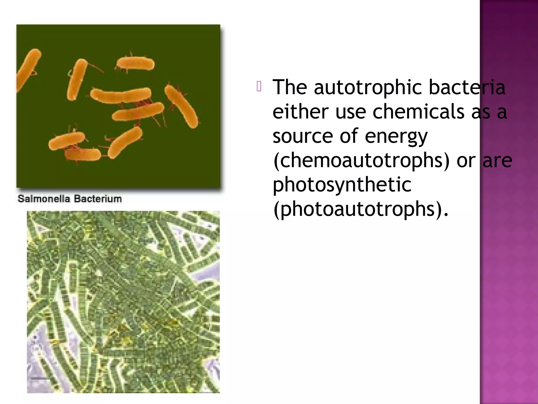 Kingdom monera | PPT