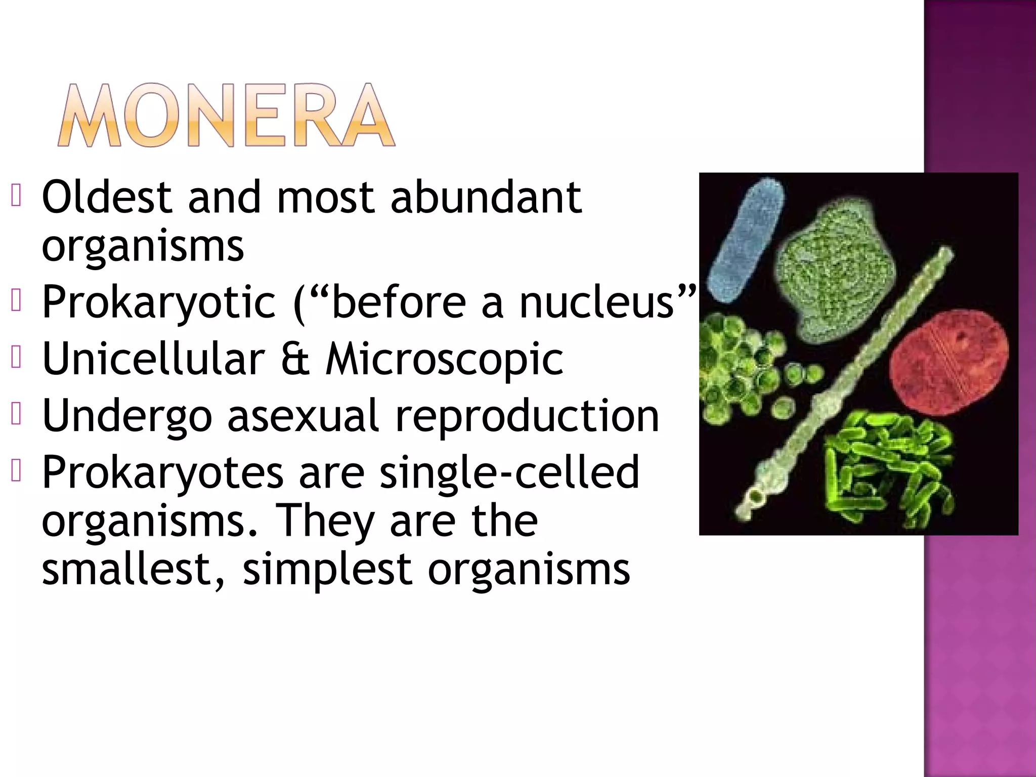 Kingdom monera | PPT