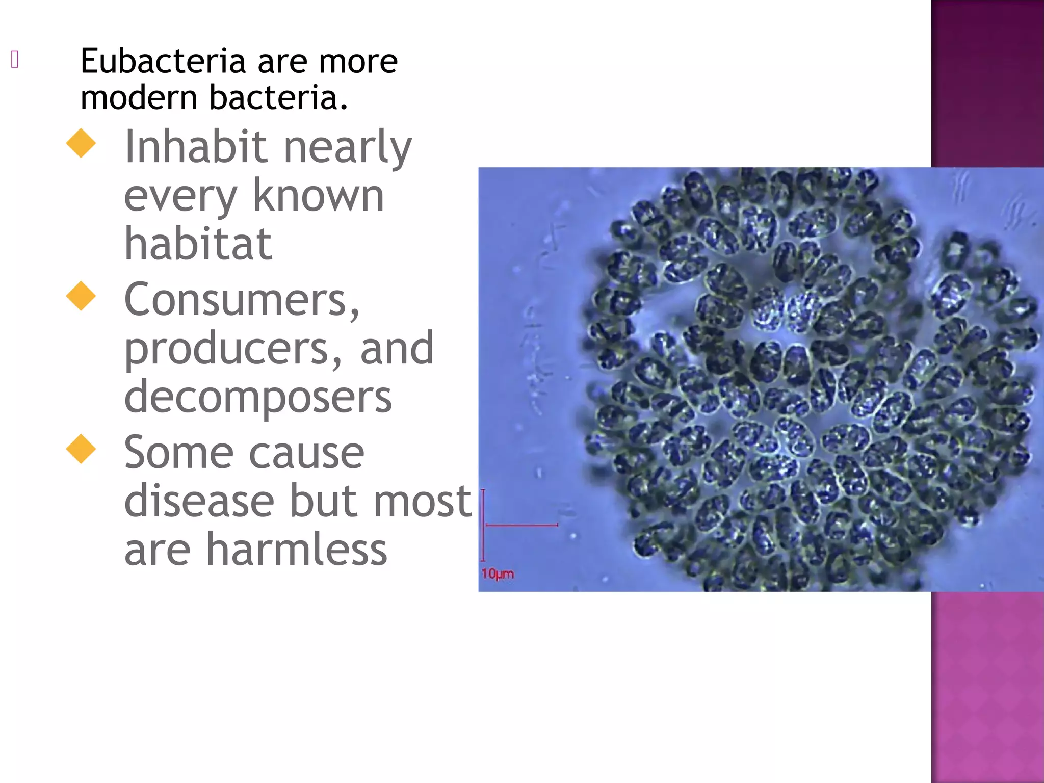 Kingdom monera habitat (97) foto