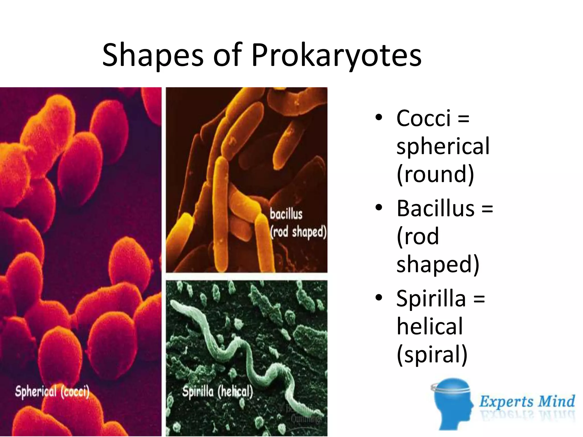 Kingdom monera | PPTX
