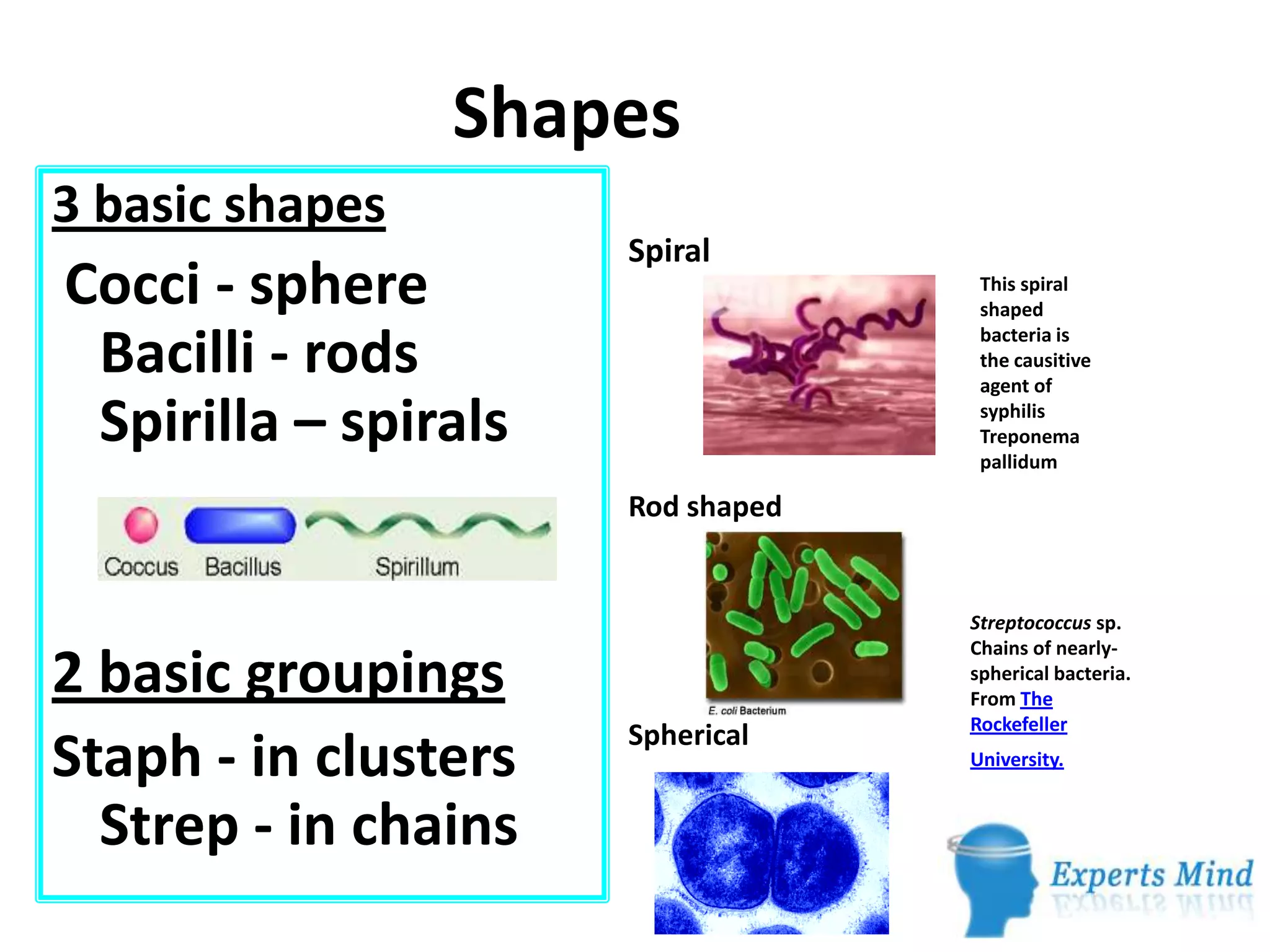 Kingdom monera | PPTX