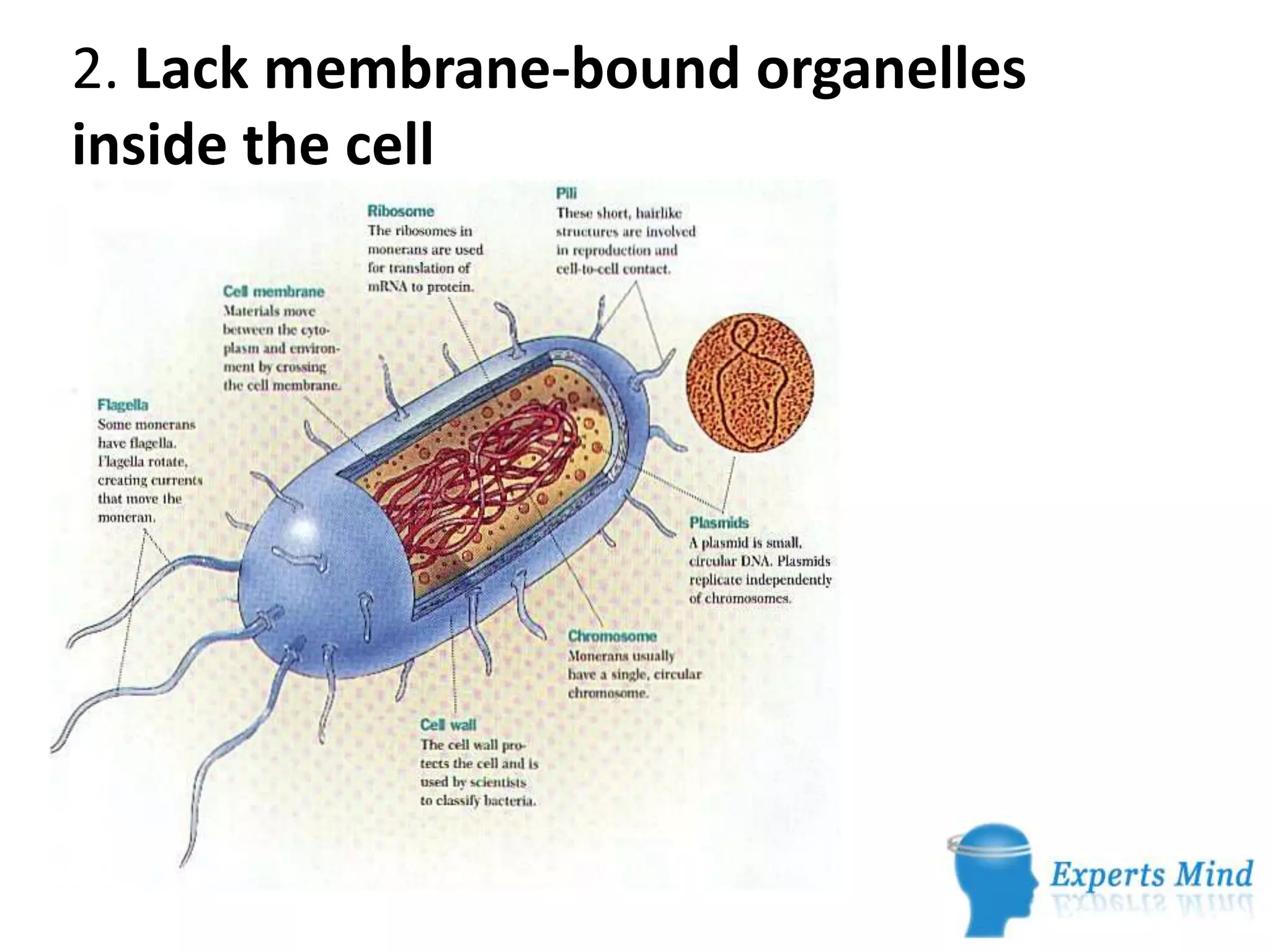 Kingdom monera | PPTX