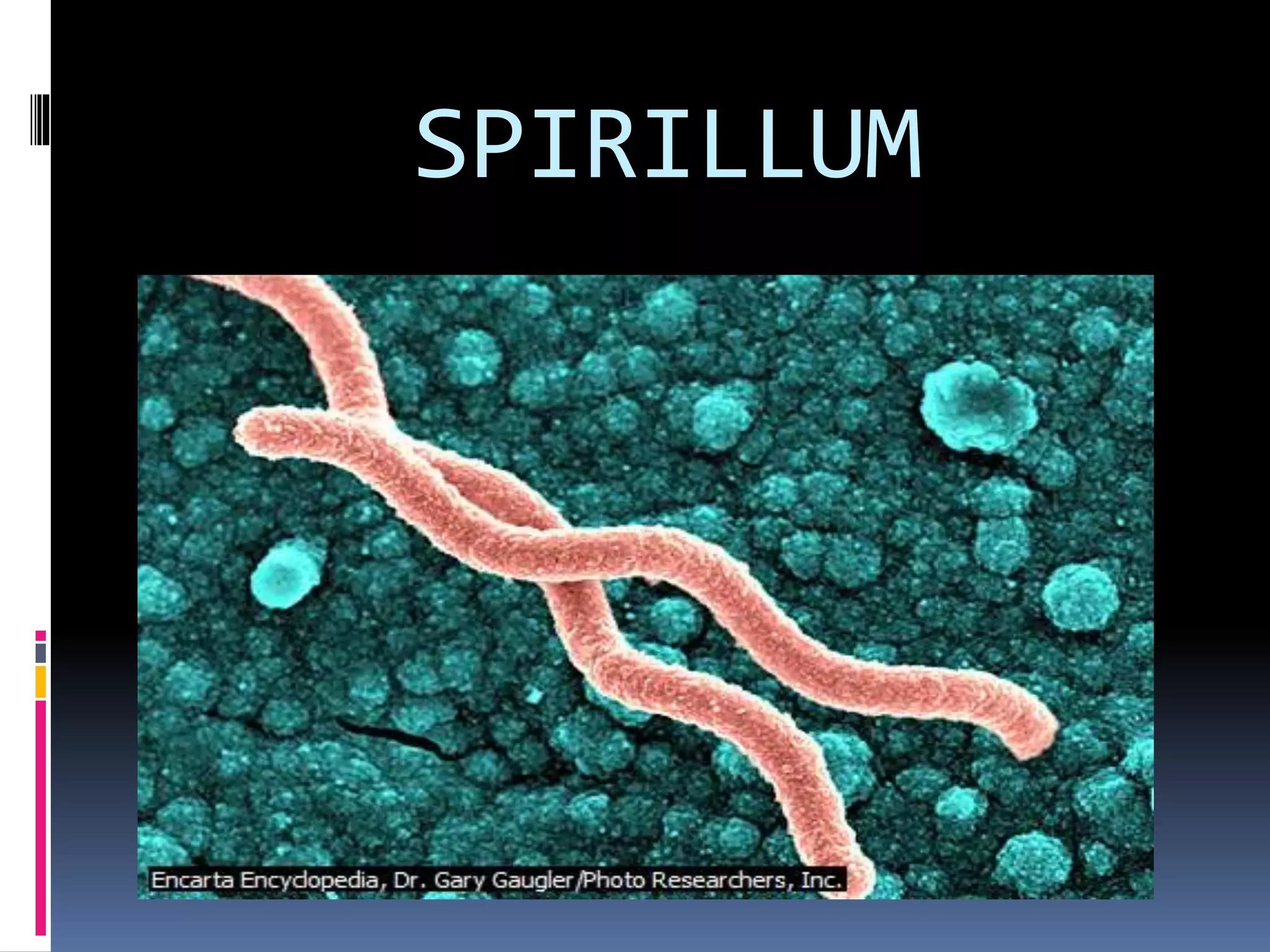 Kingdom monera | PPTX