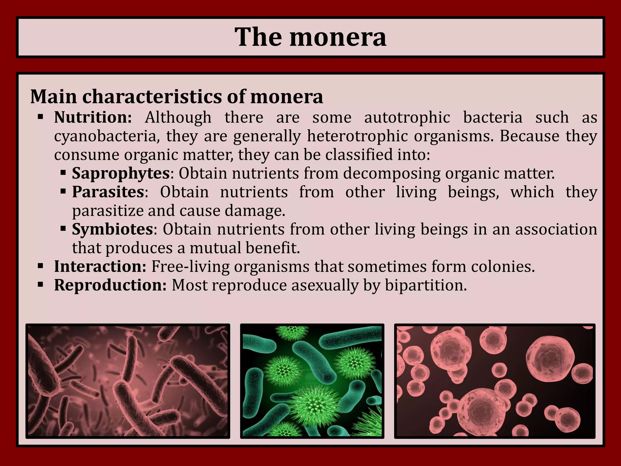 Kingdom Monera | PDF