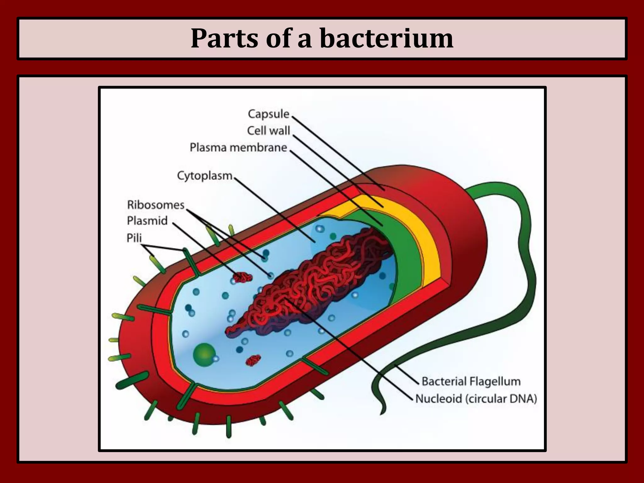 Kingdom Monera | PDF