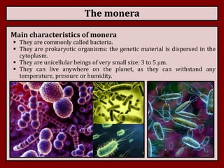 what is monera in biology