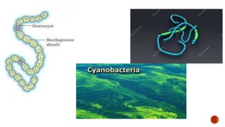 Kingdom Monera and ultrastructure of bacteria | PPTX