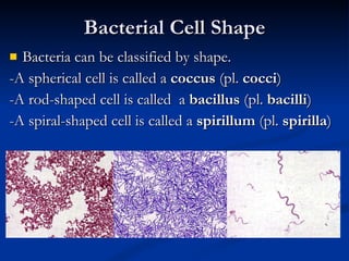 Bacterial Cell Shape Bacteria can be classified by shape. -A spherical cell is called a  coccus  (pl.  cocci ) -A rod-shaped cell is called  a  bacillus  (pl.  bacilli ) -A spiral-shaped cell is called a  spirillum  (pl.  spirilla ) 