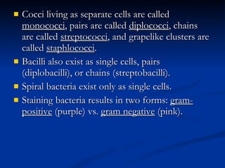 Cocci living as separate cells are called  monococci , pairs are called  diplococci , chains are called  streptococci , and grapelike clusters are called  staphlococci . Bacilli also exist as single cells, pairs (diplobacilli), or chains (streptobacilli).  Spiral bacteria exist only as single cells. Staining bacteria results in two forms:  gram-positive  (purple) vs.  gram negative  (pink). 