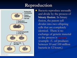 Reproduction Bacteria reproduce asexually and divide by the process of  binary fission . In binary fission, the parent cell divides into two offspring cells that are completely identical.  There is no exchange of genetic material so the process is  asexual . (example-  E. coli  produces between 10 and 100 million bacteria in 12 hours.) 