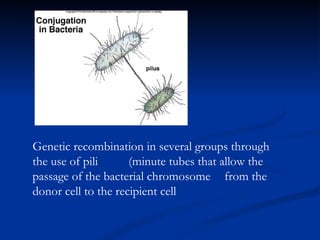 Genetic recombination in several groups through the use of pili  (minute tubes that allow the passage of the bacterial chromosome  from the donor cell to the recipient cell 