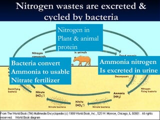 Nitrogen wastes are excreted & cycled by bacteria Nitrogen in Plant & animal protein Ammonia nitrogen Is excreted in urine Bacteria convert Ammonia to usable Nitrate fertilizer 