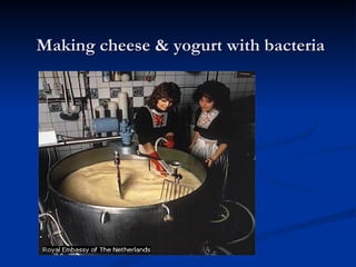 Making cheese & yogurt with bacteria 