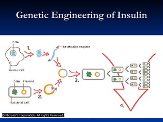 Genetic Engineering of Insulin 