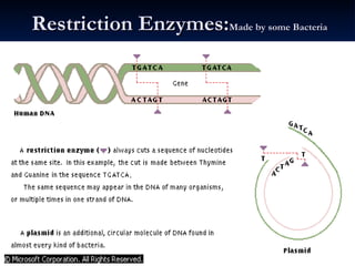 Restriction Enzymes: Made by some Bacteria 