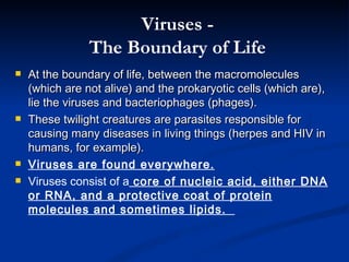 At the boundary of life, between the macromolecules (which are not alive) and the prokaryotic cells (which are), lie the viruses and bacteriophages (phages).  These twilight creatures are parasites responsible for causing many diseases in living things (herpes and HIV in humans, for example). Viruses are found everywhere. Viruses consist of a  core of nucleic acid, either DNA or RNA, and a protective coat of protein molecules and sometimes lipids.  Viruses - The Boundary of Life 