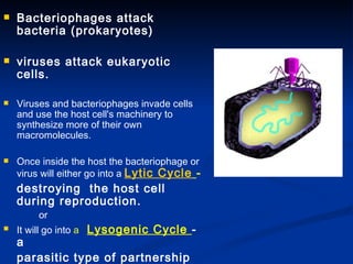 Bacteriophages attack bacteria (prokaryotes) viruses attack eukaryotic cells. Viruses and bacteriophages invade cells and use the host cell's machinery to synthesize more of their own macromolecules.  Once inside the host the bacteriophage or virus will either go into a  Lytic Cycle   -  destroying  the host cell during reproduction. or  It will go into  a  Lysogenic Cycle  - a parasitic type of partnership with the cell 