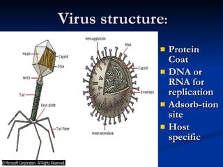 Virus structure : Protein Coat DNA or RNA for replication Adsorb-tion site Host specific 