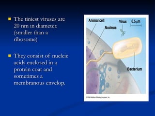 The tiniest viruses are 20 nm in diameter.  (smaller than a ribosome) They consist of nucleic acids enclosed in a protein coat and sometimes a membranous envelop. 