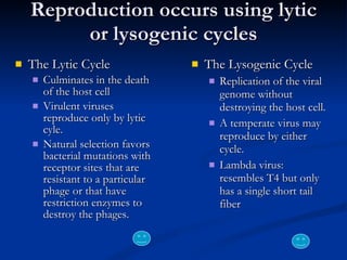 Reproduction occurs using lytic or lysogenic cycles The Lytic Cycle Culminates in the death of the host cell Virulent viruses reproduce only by lytic cyle. Natural selection favors bacterial mutations with receptor sites that are resistant to a particular phage or that have restriction enzymes to destroy the phages. The Lysogenic Cycle Replication of the viral genome without destroying the host cell. A temperate virus may reproduce by either cycle.  Lambda virus:  resembles T4 but only has a single short tail fiber 