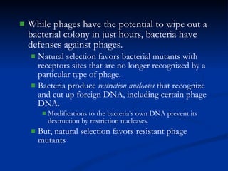 While phages have the potential to wipe out a bacterial colony in just hours, bacteria have defenses against phages. Natural selection favors bacterial mutants with receptors sites that are no longer recognized by a particular type of phage. Bacteria produce  restriction nucleases  that recognize and cut up foreign DNA, including certain phage DNA. Modifications to the bacteria’s own DNA prevent its destruction by restriction nucleases. But, natural selection favors resistant phage mutants 