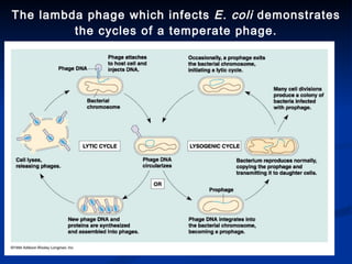 The lambda phage which infects  E.   coli  demonstrates the cycles of a temperate phage. 