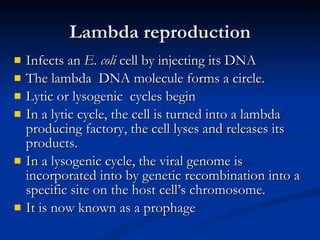 Lambda reproduction Infects an  E. coli  cell by injecting its DNA The lambda  DNA molecule forms a circle. Lytic or lysogenic  cycles begin In a lytic cycle, the cell is turned into a lambda producing factory, the cell lyses and releases its products. In a lysogenic cycle, the viral genome is incorporated into by genetic recombination into a specific site on the host cell’s chromosome. It is now known as a prophage 