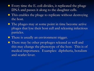 Every time the E. coli divides, it replicated the phage DNA and passes it along to the daughter cells. This enables the phage to replicate without destroying the host. The phages may at some point in time become active phages that lyse their host cell and releasing infectious particles. There is usually an environment trigger. There may be other prophages released as well and this may change the phenotype of the host.  This is of medical importance.  Examples:  diphtheria, botulism and scarlet fever. 