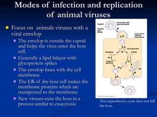 Modes of infection and replication of animal viruses Focus on  animals viruses with a viral envelop The envelop is outside the capsid and helps the virus enter the host cell. Generally a lipid bilayer with glycoprotein spikes The envelop fuses with the cell membrane The ER of the host cell makes the membrane proteins which are transported to the membrane New viruses exits the host in a process similar to exocytosis. This reproductive cycle does not kill the host. 