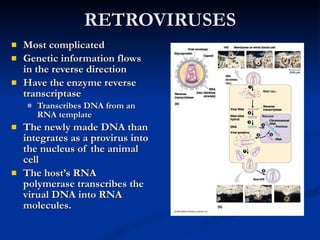 RETROVIRUSES Most complicated Genetic information flows in the reverse direction Have the enzyme reverse transcriptase Transcribes DNA from an RNA template The newly made DNA than integrates as a provirus into the nucleus of the animal cell The host’s RNA polymerase transcribes the virual DNA into RNA molecules. 