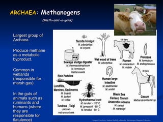 ARCHAEA :  Methanogens   (Meth-ann’-o-jens) Largest group of Archaea. Produce methane as a metabolic byproduct.  Common in wetlands (responsible for marsh gas) In the guts of animals such as ruminants and humans (where they are responsible for flatulence) Images: Cow Face, Andrew Duffell_wikimedia;  Methanogen Diagram, Unknown 