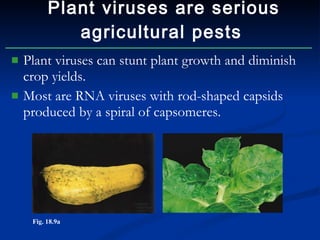 Plant viruses can stunt plant growth and diminish crop yields. Most are RNA viruses with rod-shaped capsids produced by a spiral of capsomeres. Plant viruses are serious agricultural pests Fig. 18.9a 