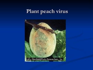 Plant peach virus 