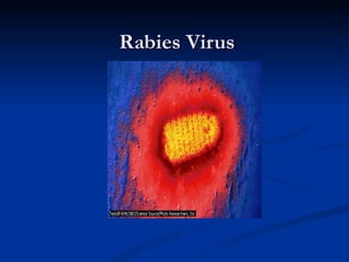Rabies Virus 