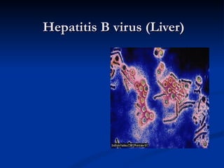 Hepatitis B virus (Liver) 