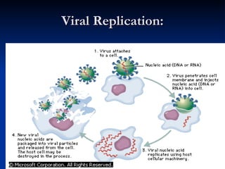 Viral Replication: 