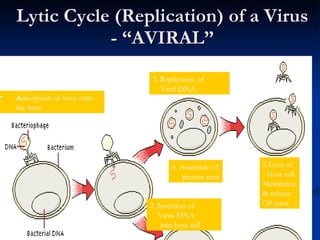 Lytic Cycle (Replication) of a Virus - “AVIRAL” A dsorption of virus onto the host 2. Insertion of  Virus DNA into host cell 3. Replication of  Viral DNA 4. Assembly of protein coat 5.Lysis of Host cell Membrane & release  Of virus 