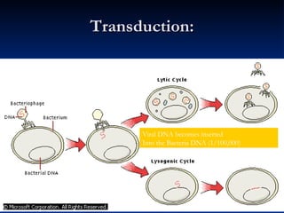Transduction: Viral DNA becomes inserted  Into the Bacteria DNA (1/100,000) 