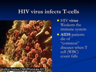 HIV virus infects T-cells HIV  virus  Weakens the immune system AIDS  patients die of “common” diseases when T cell (WBC) count falls 