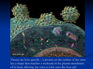 Viruses are host specific – a protein on the surface of the virus  has a shape that matches a molecule in the plasma membrane  of its host, allowing the virus to lock onto the host cell. 