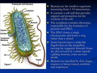 Bacteria are the smallest organisms measuring from 1-10 micrometres. It contains a cell wall that provides support and protection for the contents of the cell. The cytoplasm contains ribosomes, responsible for the formation of proteins and DNA. The DNA forms a single chromosome and forms a ring rather than a strand. Some bacteria have a whip-like flagella that act like propellers moving the organism forward. Some are also covered by a slime capsule ( gliding motion), some are non-motile Bacteria are classified by their shape, reaction to being stained, nutrition and respiration. 