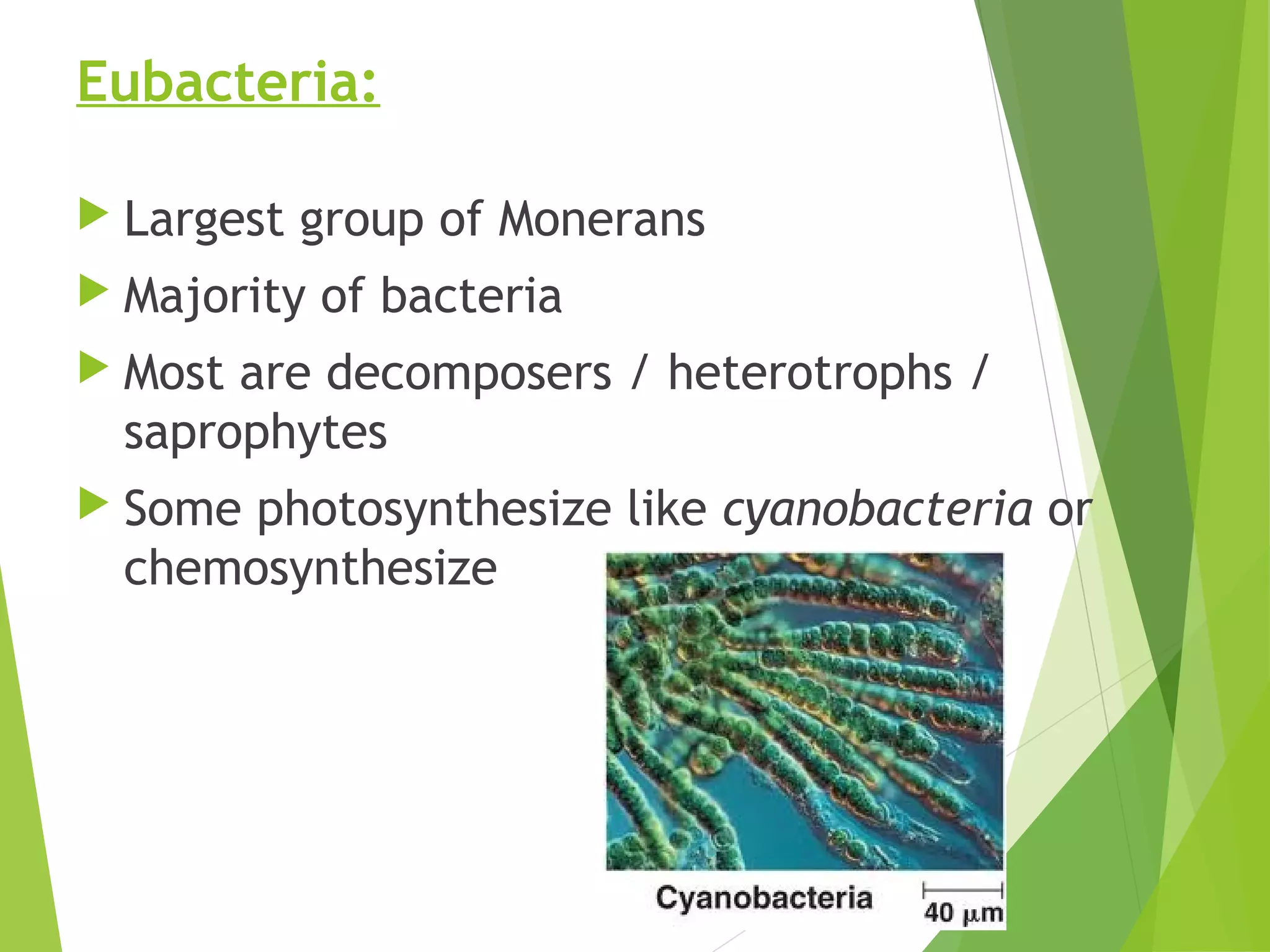 Kingdom monera characteristics | PPT