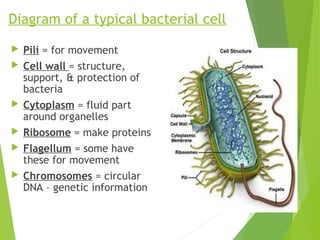 Diagram of a typical bacterial cell
Pili = for movement
Cell wall = structure,
support, & protection of
bacteria
Cytoplasm = fluid part
around organelles
Ribosome = make proteins
Flagellum = some have
these for movement
Chromosomes = circular
DNA – genetic information