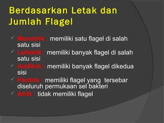 Berdasarkan Letak dan
Jumlah Flagel
   Monotrik : memiliki satu flagel di salah
    satu sisi
   Lofotrik : memiliki banyak flagel di salah
    satu sisi
   Amfitrik : memiliki banyak flagel dikedua
    sisi
   Peritrik : memiliki flagel yang tersebar
    diseluruh permukaan sel bakteri
   Atrik : tidak memiliki flagel
 