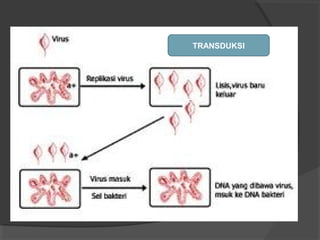 TRANSDUKSI
 