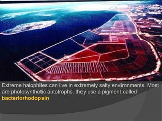 Extreme halophiles can live in extremely salty environments. Most
are photosynthetic autotrophs. they use a pigment called
bacteriorhodopsin
 