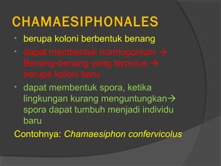 CHAMAESIPHONALES
• berupa koloni berbentuk benang
• dapat membentuk hormogonium 
  Benang-benang yang terputus 
  berupa koloni baru
• dapat membentuk spora, ketika
  lingkungan kurang menguntungkan
  spora dapat tumbuh menjadi individu
  baru
Contohnya: Chamaesiphon confervicolus
 