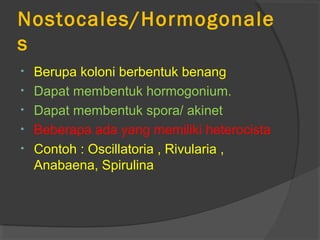 Nostocales/Hormogonale
s
•   Berupa koloni berbentuk benang
•   Dapat membentuk hormogonium.
•   Dapat membentuk spora/ akinet
•   Beberapa ada yang memiliki heterocista
•   Contoh : Oscillatoria , Rivularia ,
    Anabaena, Spirulina
 